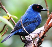 ecuador birding bird watching tours